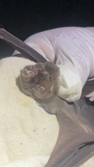 Mormoops megalophylla