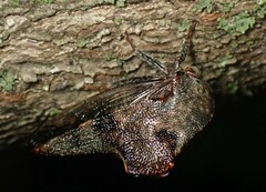 Telamona ampelopsidis