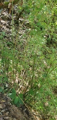 Bambusoideae