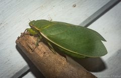 Cystosoma saundersii