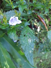 Strobilanthes