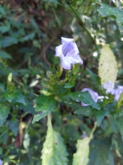 Strobilanthes