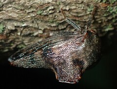 Telamona ampelopsidis