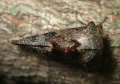 Telamona ampelopsidis