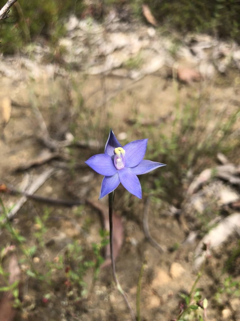 Thelymitra inflata