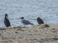 Ichthyaetus ichthyaetus