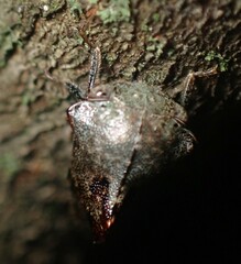 Telamona ampelopsidis