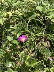 Carpobrotus glaucescens