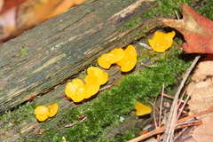 Dacrymycetaceae