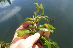 Potamogeton praelongus