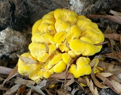 Laetiporus gilbertsonii