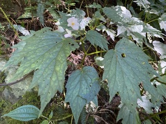 Begonia palmata