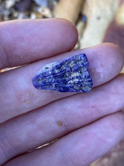 Austrobalanus imperator