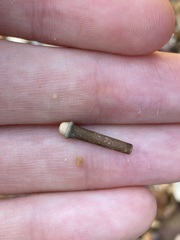 Heliocidaris erythrogramma