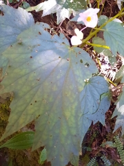 Begonia palmata