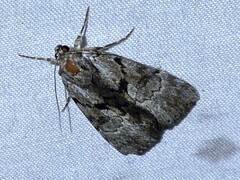 Catocala andromedae