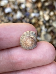 Bembicium nanum