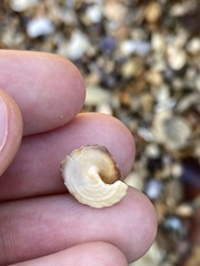 Bembicium nanum