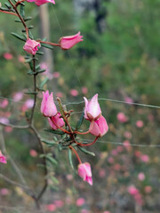 Boronia ledifolia
