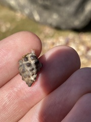 Tenguella marginalba