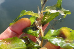Potamogeton praelongus