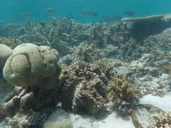 Tridacninae