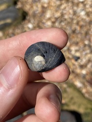 Nerita melanotragus