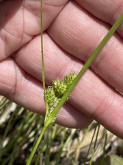 Carex inversa