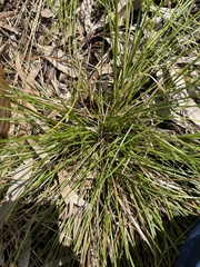 Carex inversa