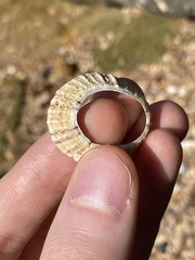 Cellana tramoserica