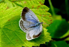Celastrina echo echo