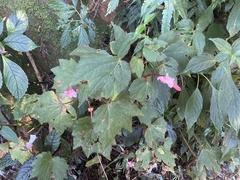 Begonia palmata