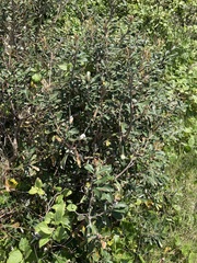 Banksia integrifolia