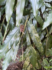 Alpinia
