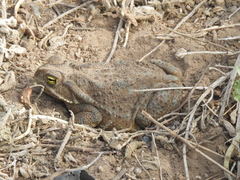 Rhinella arenarum