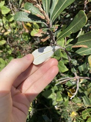 Banksia integrifolia