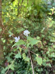 Persicaria biconvexa
