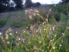 Spergula arvensis