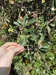 Banksia integrifolia