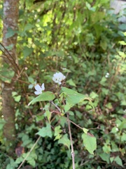Persicaria biconvexa