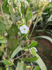 Ipomoea biflora