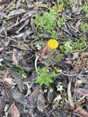 Coronidium scorpioides