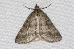 Chlenomorpha sciogramma