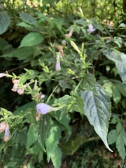 Strobilanthes flexicaulis