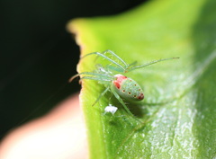 Araneus talipedatus