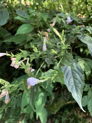 Strobilanthes flexicaulis