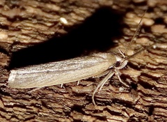 Gonioterma mistrella