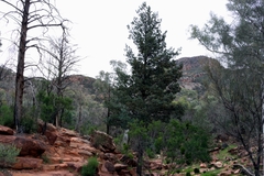 Callitris glaucophylla