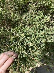 Leptospermum laevigatum