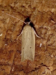 Gonioterma mistrella